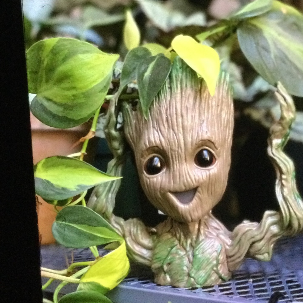 Groot  Planter